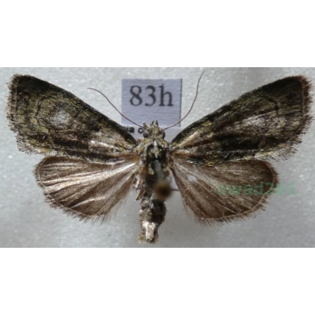 Cryphia algae (Fabricius, 1775) Porostnica glonówka Czech83h